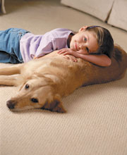 Dog on Carpet